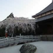 浦和の桜の名所の1つです