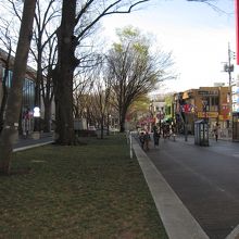 馬場大門のケヤキ並木(府中駅と大國魂神社の間)