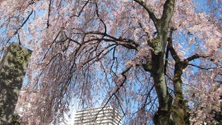 枝垂桜がきれいでした
