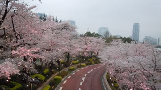 見下ろす桜