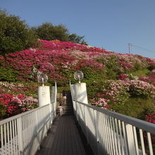 近くで見ても、山のふもとから見ても素敵なつつじです。