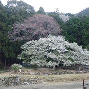 見事に満開の大島桜