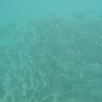 防波堤の内側なのに…