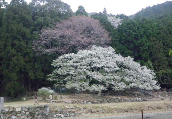 見事に満開の大島桜