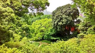 都内とは思えない風景に出会える「小石川植物園」