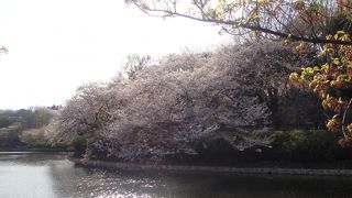 無料の公園ながら、広大な敷地で桜を満喫できます。