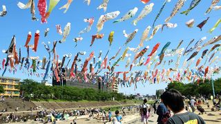 GWに1000匹の鯉のぼりが大空を泳ぐ「こいのぼりフェスタ1000」
