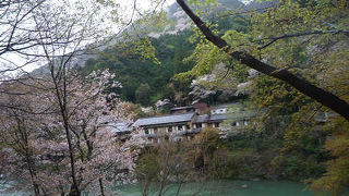ここの桜は早いです