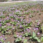 カタクリの花が見頃