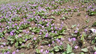 カタクリの花が見頃