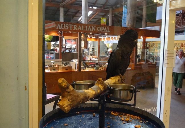 哀愁漂う鳥の動物園