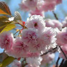 近隣での八重桜（4月30日）