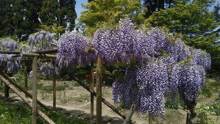 藤のお花が満開でした