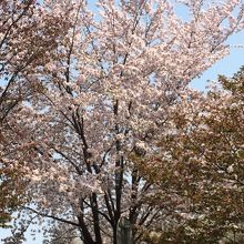 桜がとっても綺麗です。