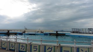 イルカをすぐ近くで観察できる