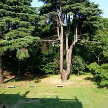 旧岩崎邸庭園の巨木