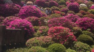 根津神社つつじ祭り