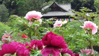 牡丹で有名なお寺♪
