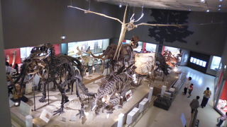 剥製などが充実してます