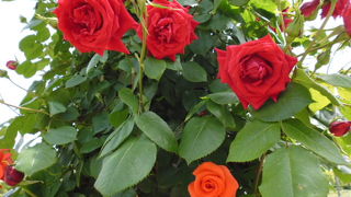 池も中にあります