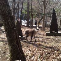 野生のカモシカに会えました。