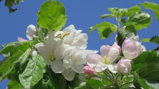 5月上旬、リンゴの花が咲いていました（2015年）