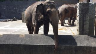 動物が観やすく小さい子連れは周りやすい