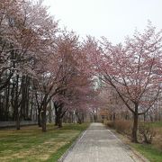 桜がきれい