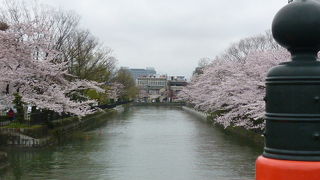 岡崎公園の花見はココ！