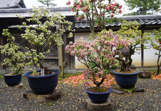 大通寺はあせびの寺