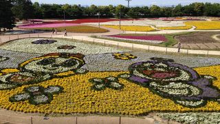見渡す限りの花の広場