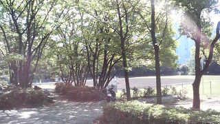 初夏は大きなハチに注意