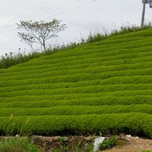 北側に広がる茶畑