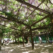 藤祭りを前に盛りを過ぎていました。樹齢2000年の欅に絡まるフジ