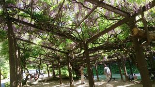 藤祭りを前に盛りを過ぎていました。樹齢2000年の欅に絡まるフジ