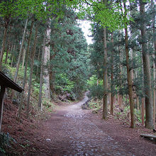 吉野杉に囲まれた歩道