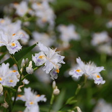 奥千本からの下りはシャガの花が群生しています