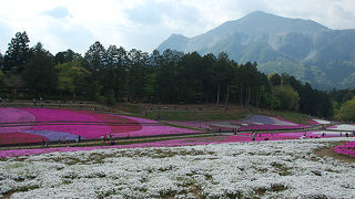 武甲山と芝桜