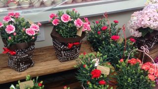 母の日商戦真っ只中