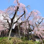 大きな綺麗な枝垂桜