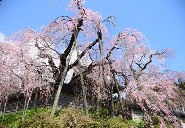 円正寺のシダレザクラ