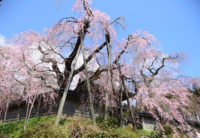 大きな綺麗な枝垂桜