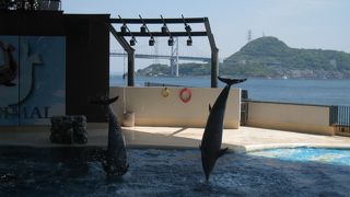 イルカのショー