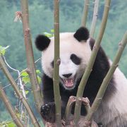 新臥龍大熊猫繁育研究中心