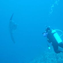 マンボウと自分