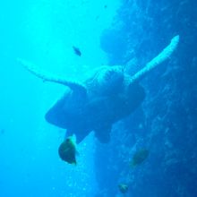 カメ遭遇率は高い