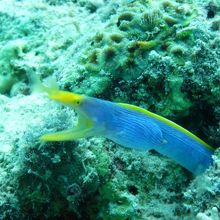 ハナヒゲウツボ