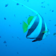 チョウチョウウオがでかい