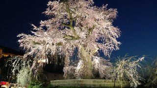 夜のしだれ桜ライトアップ☆
