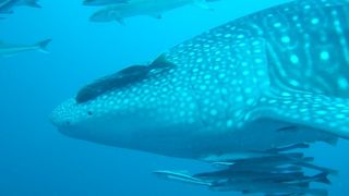 GWにジンベイザメに会える